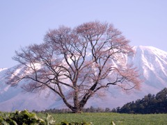 一本桜