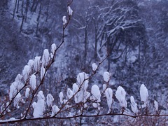 小枝で休む雪たち