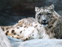 Snow Leopard