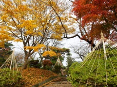 晩秋