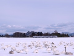 白鳥雪原