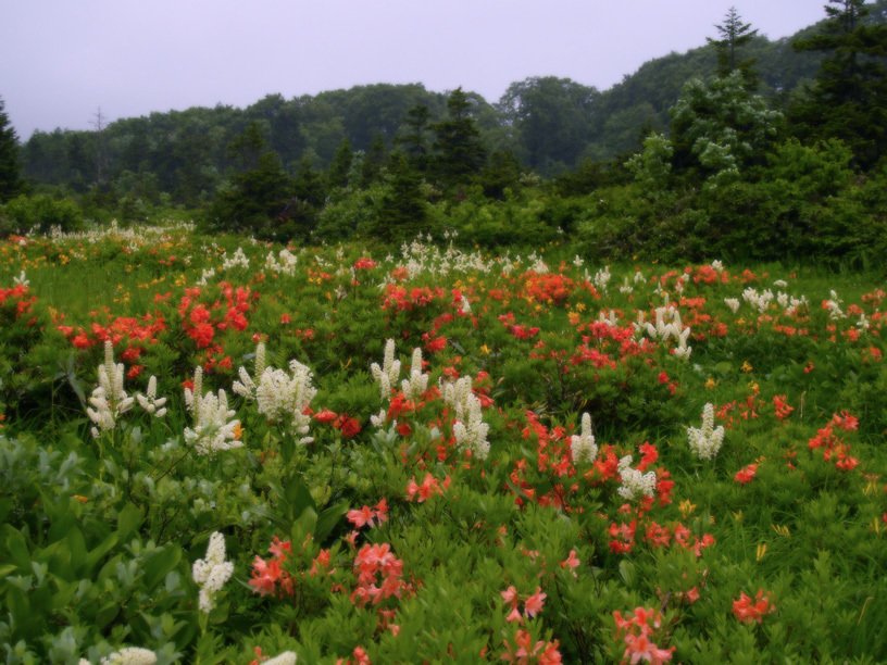 雲上の花畑