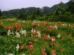 雲上の花畑