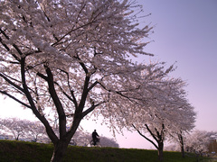 黄昏の桜並木