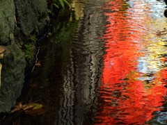 水路のモミジ