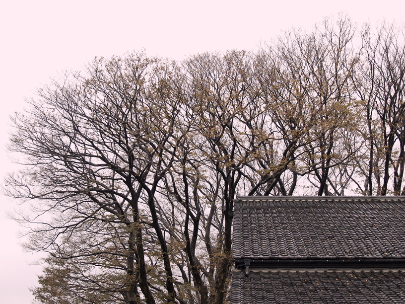 屋根より高く