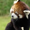レッサーパンダ