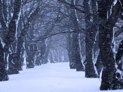 桜並木に雪が舞う