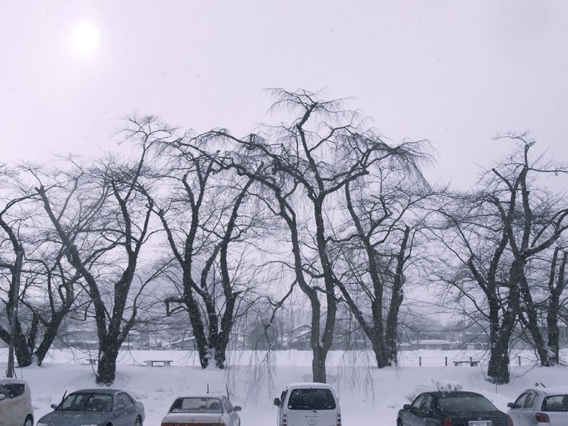 並木雪景色