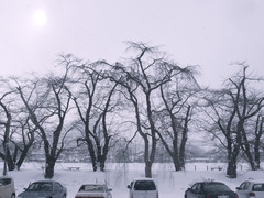 並木雪景色