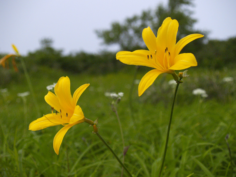 ニッコウキスゲ