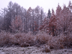 初雪