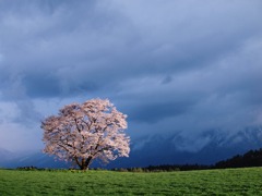 一本桜