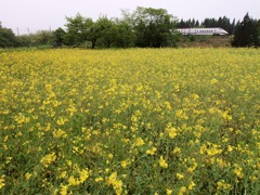 菜の花をかすめて