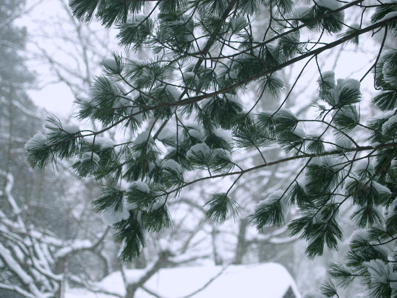 松に雪