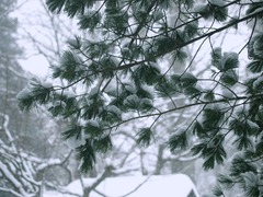 松に雪
