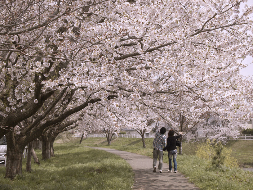 桜並木