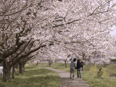 桜並木