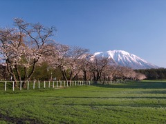 小岩井農場の春