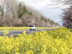 菜の花ロード