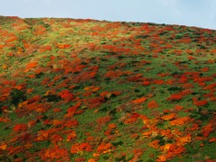 色づく山肌