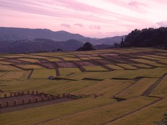 棚田夕景