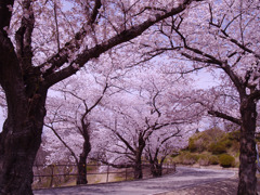 学校坂の桜