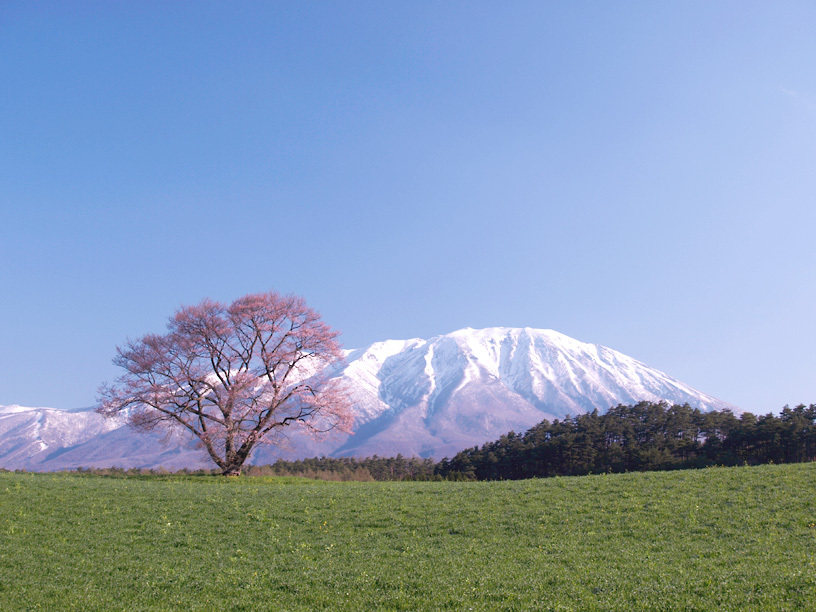 一本桜三分咲き