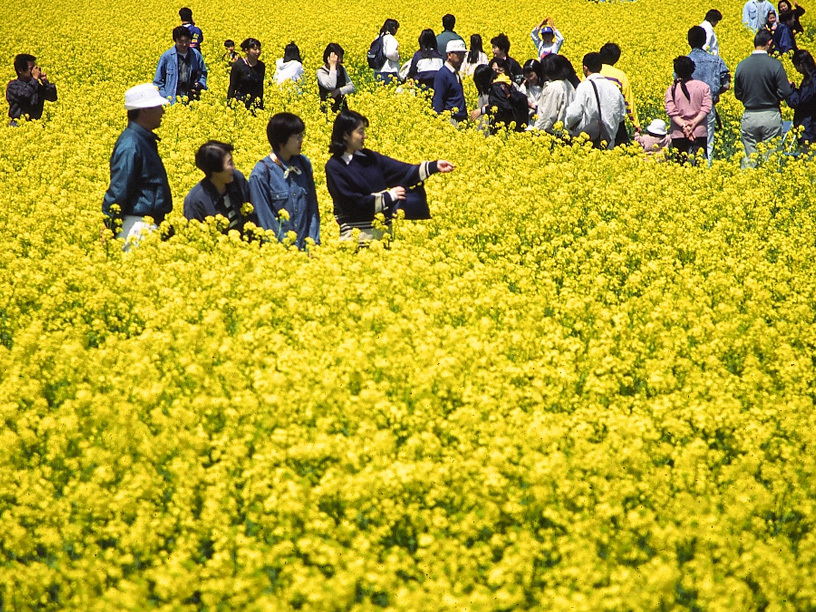 菜の花畑