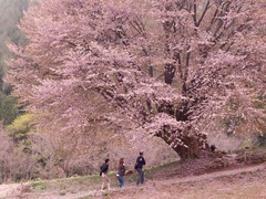 天王桜