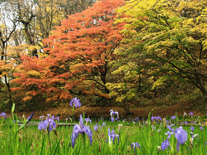 春の花、秋の木