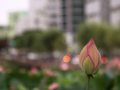 蓮