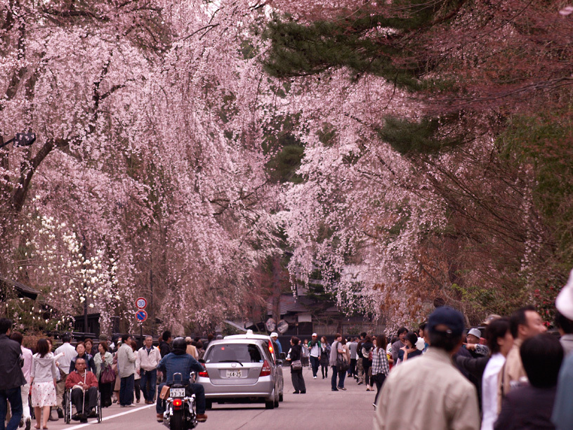しだれ桜