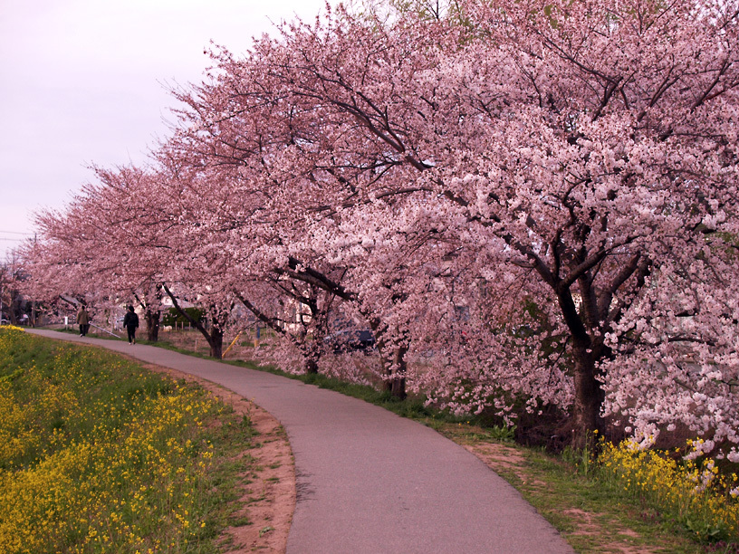 土手の桜