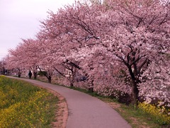 土手の桜