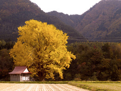 銀杏