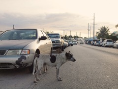 朝市の犬