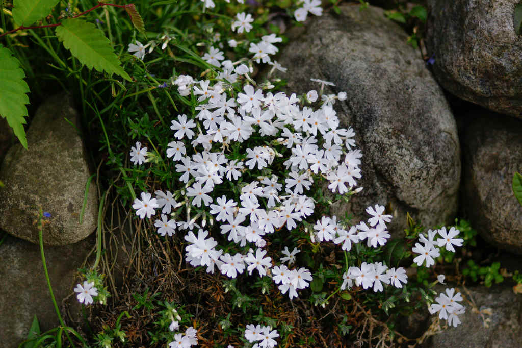 白い芝桜