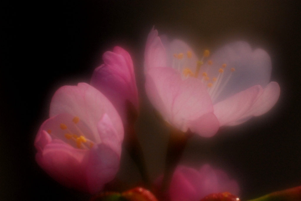 桜　北海道神宮　2　ソロソロ咲くか咲き始め