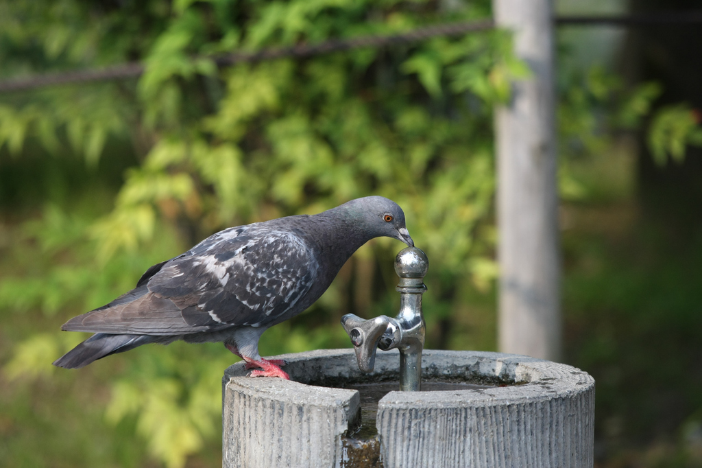 水飲み場