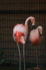フラミンゴ
