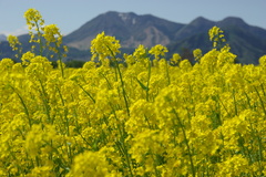菜の花