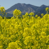 菜の花