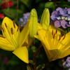 百合