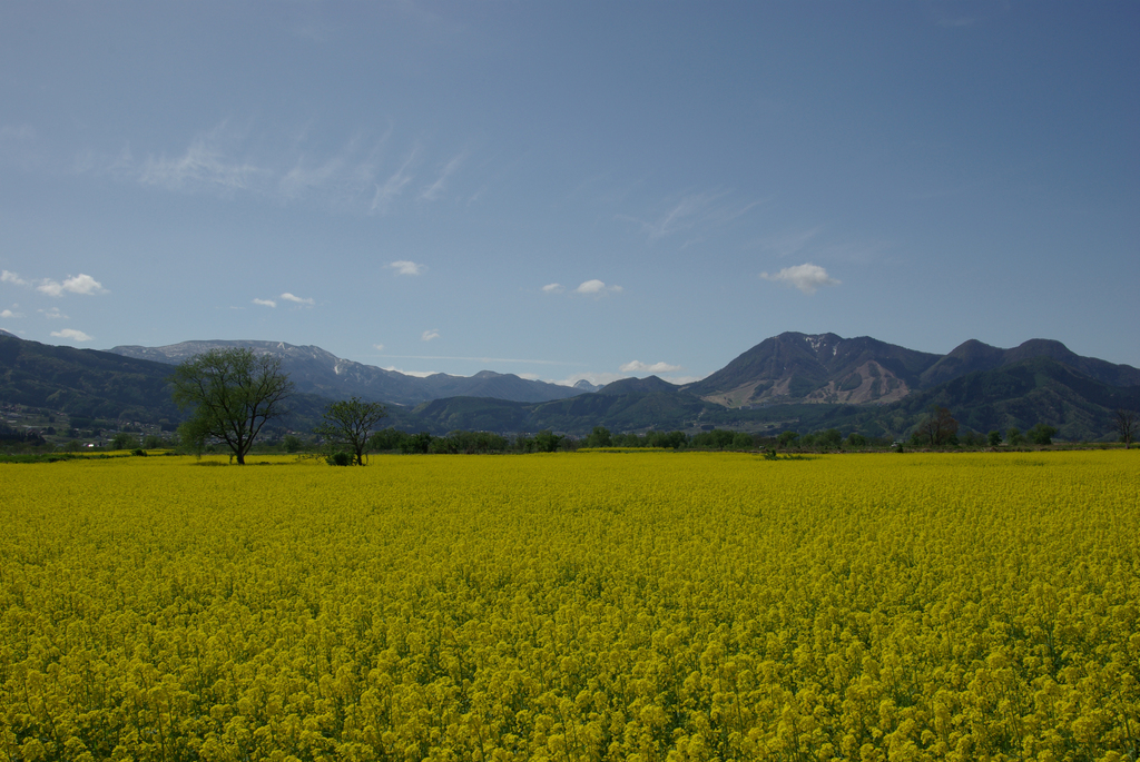 菜の花