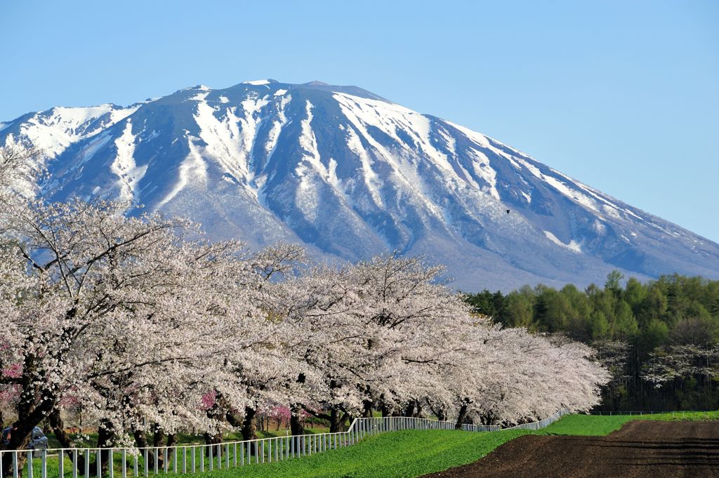 2017春　小岩井農場　桜　１