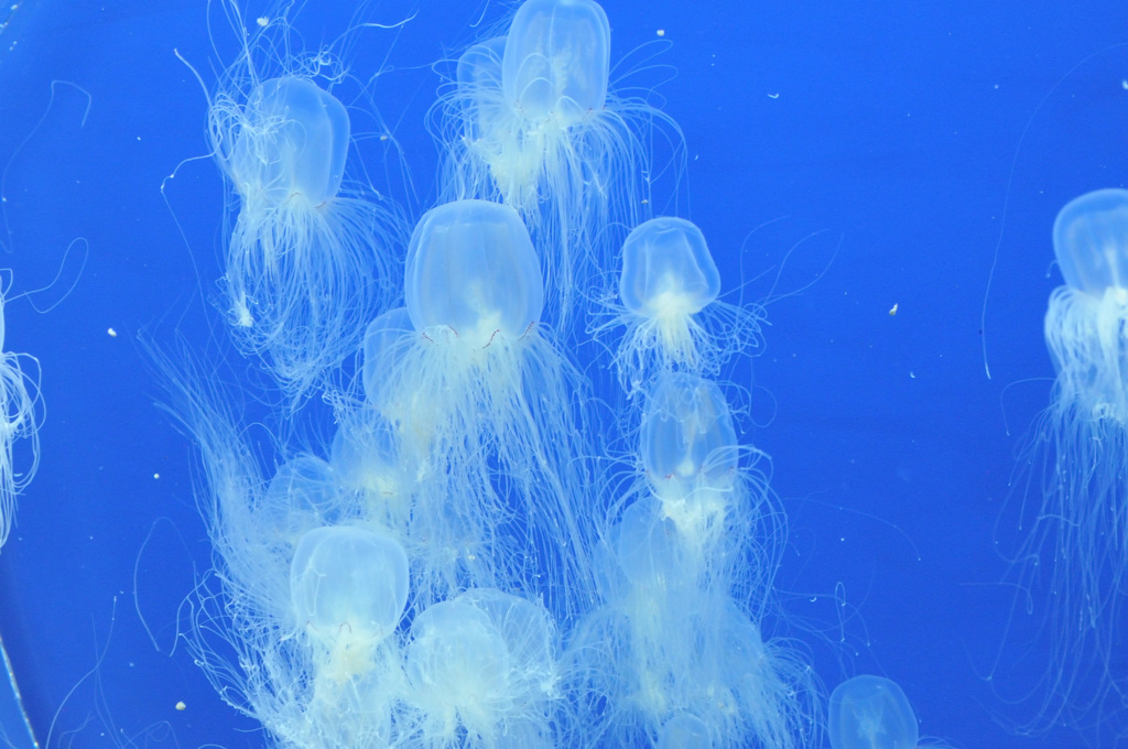 仙台うみの杜水族館16
