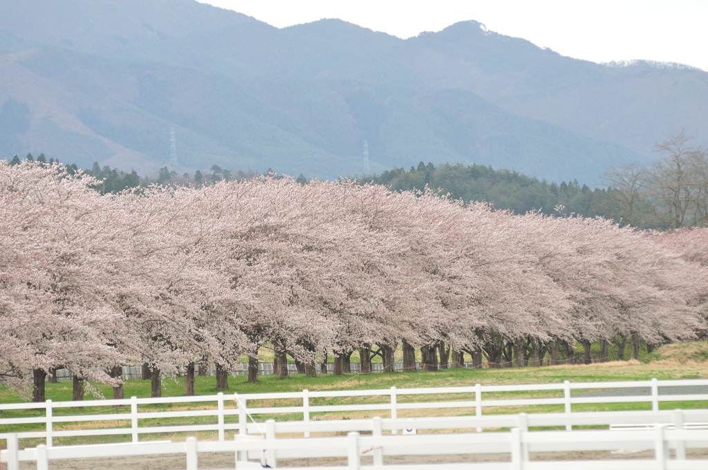 水沢競馬場　１