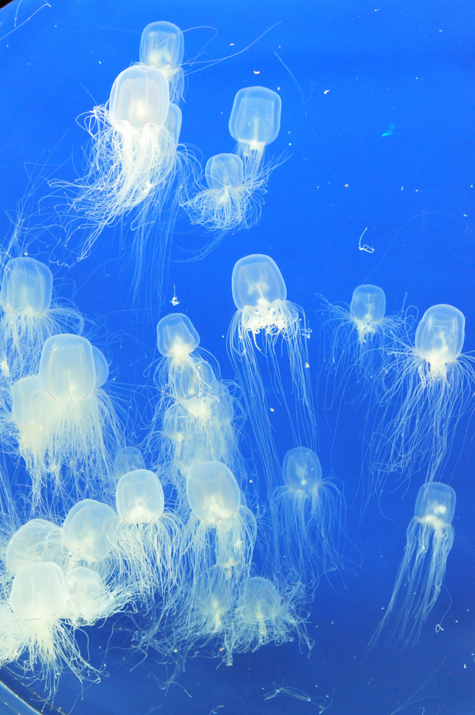 仙台うみの杜水族館18