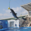 仙台うみの杜水族館11